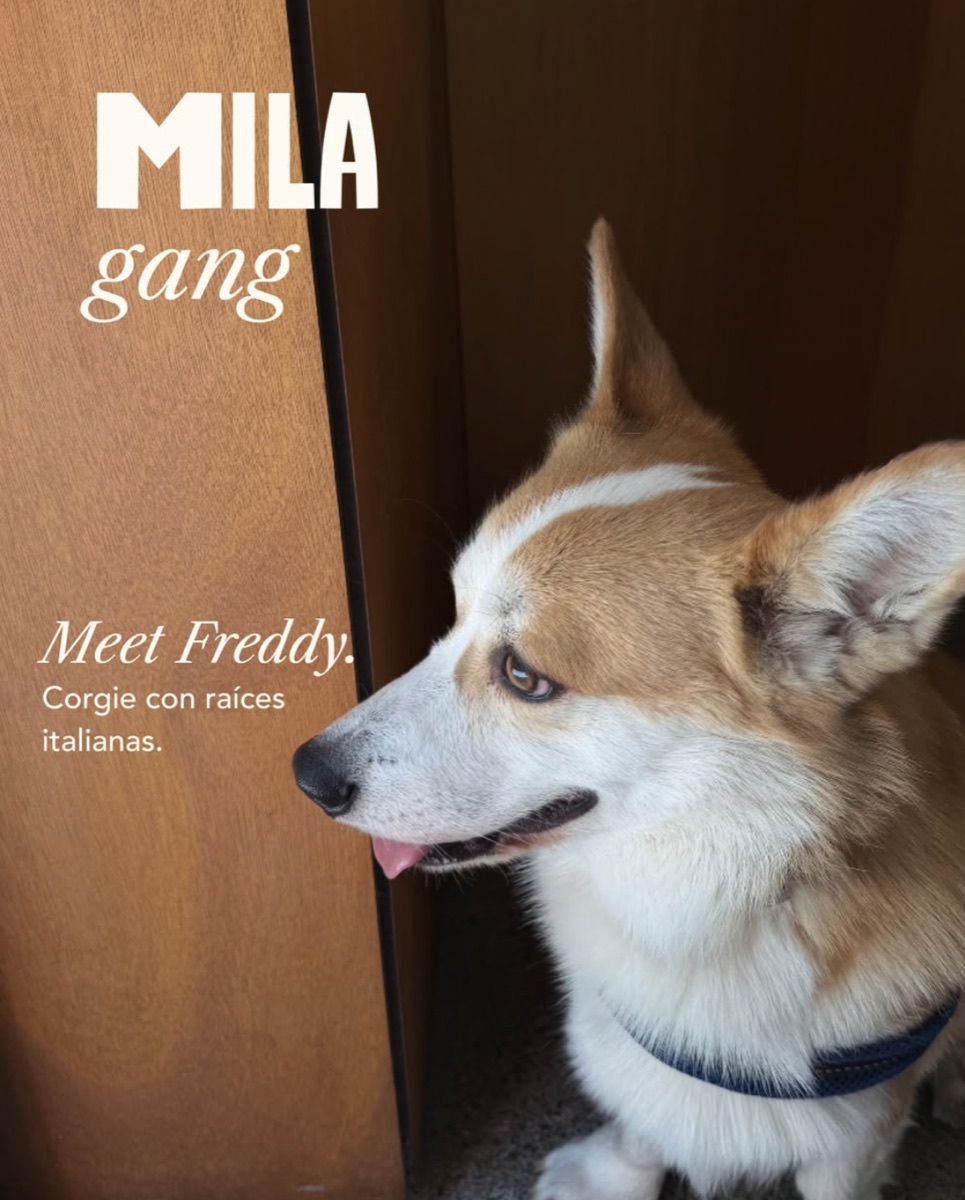Freddy, corgi de la Mila Gang