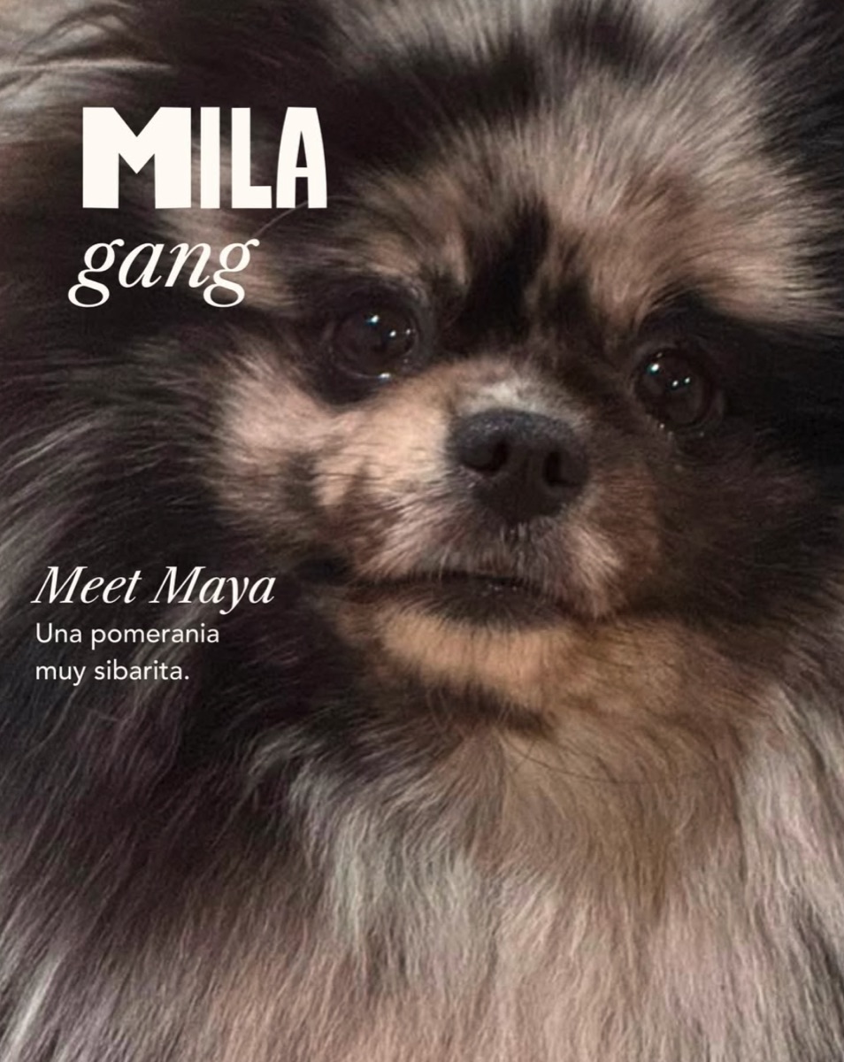 Maya, pomerania de la Mila Gang