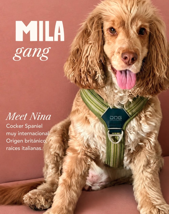 Nina, cocker spaniel de la Mila Gang
